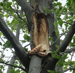 A Sycamore tree that was damaged in a storm