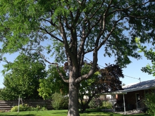 After tree trimming